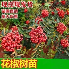 花椒树食用盆栽盆栽地栽南北种植花椒苗四川麻椒青花椒苗