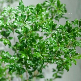 Japanese Imported Horsewood Bellflower Large Fresh Branches Wholesale Hydroponic Easy to Grow Fresh Cut Branches Flowers Direct Batch