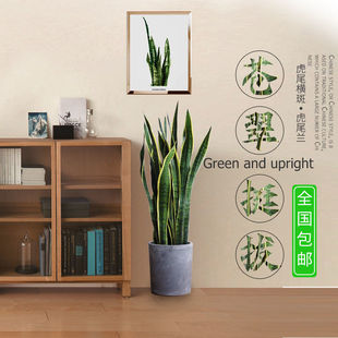 Indoor Green Planting Tiger Piran Formaldehyde Absorbing Plant Evergreen All Seasons Hydroponic Flower Pot Good Cultivation Ceramic Potted Flower Bonsai