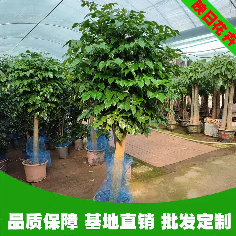 绿宝幸福树盆栽四季常青批发大型绿植 办公室公司开业乔迁送礼用