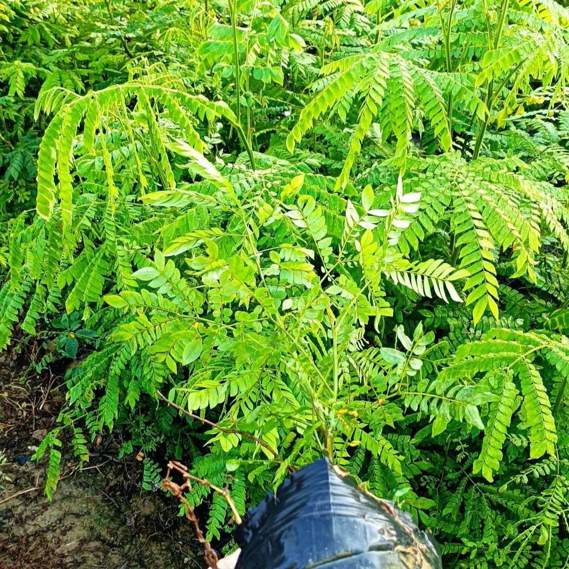 2312 питомник поставляет обезьяньи серьги рассады 0,3-1 метра чашки саженцы мешки для саженцев Тропические китайские лекарственные растения