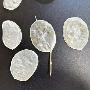 Silver Fan Leaves Dried Flower Leaves White Leaves DIY Jewelry Gift Box Decoration Crafts Materials Dried Flower Silver Fan Leaves