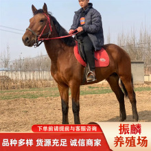 ɽ�|�R�������T���RƷ�N�������R ��Ѫ�R �ɹ��R�R�x