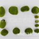 Artificial Moss Stone Micro Landscape Bonsai Decorative Fake Moss Moss Plant Wall Green Stone