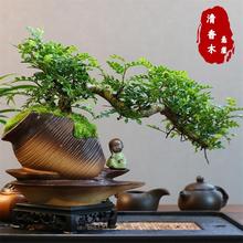 S悬崖飘枝清香胡椒木盆景造型中式书房茶几桌面绿植盆栽观叶植物