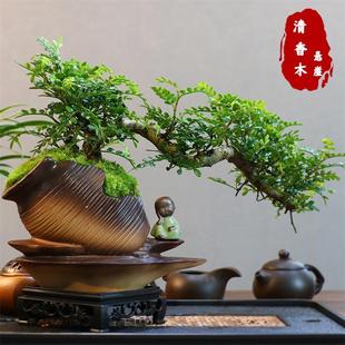 S�����h֦�������ľ�辰������ʽ�����������Gֲ�����^�~ֲ��