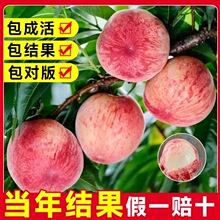 ����ˮ���Ҙ���޽��S�Ҙ��m�䮔��Y���Ϸ������Nֲ�����Ҙ����