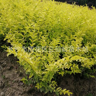 �����ؼ����~Ůؑ ���~Ůؑ�����l  ���|���� �ڷ�M ����ֱ�N