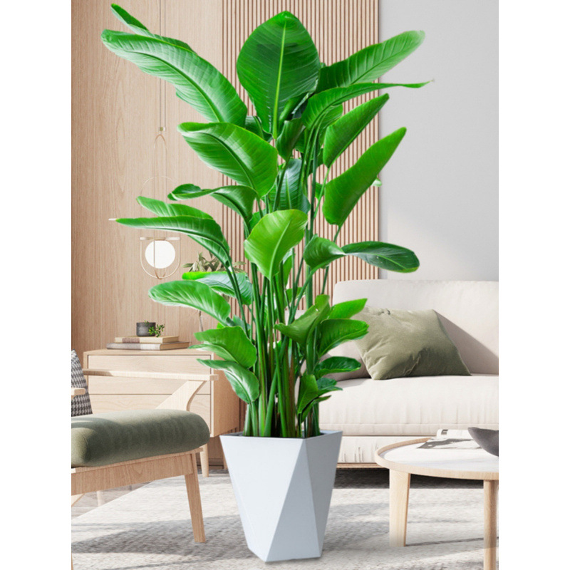天堂鸟网红盆栽室内大型植物鹤望兰客厅办公室绿植花卉跨境代发