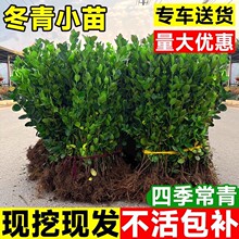 冬青苗室外树苗木万年青庭院四季青法国冬青苗绿化苗树苗四季常青