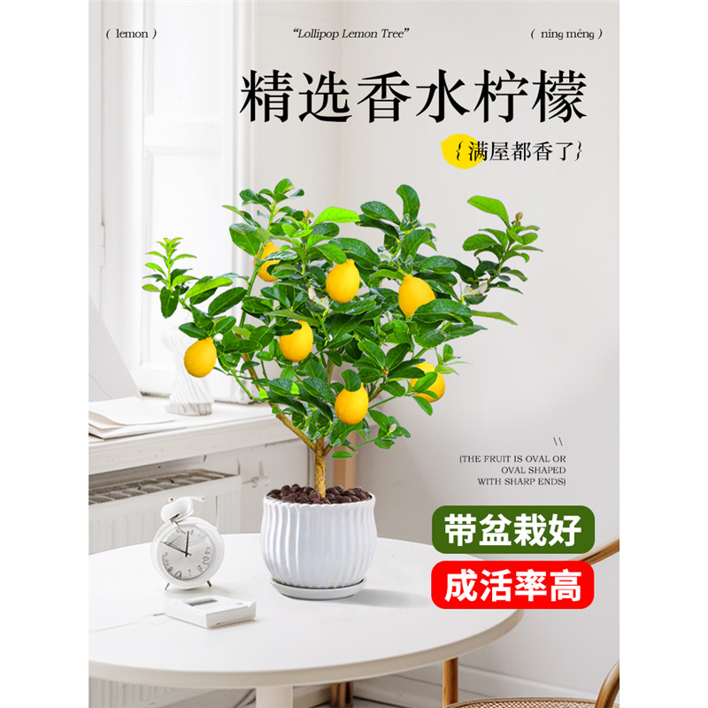 香水柠檬树苗盆栽带果浓香可食用好养活驱蚊花卉植物室内阳台绿植