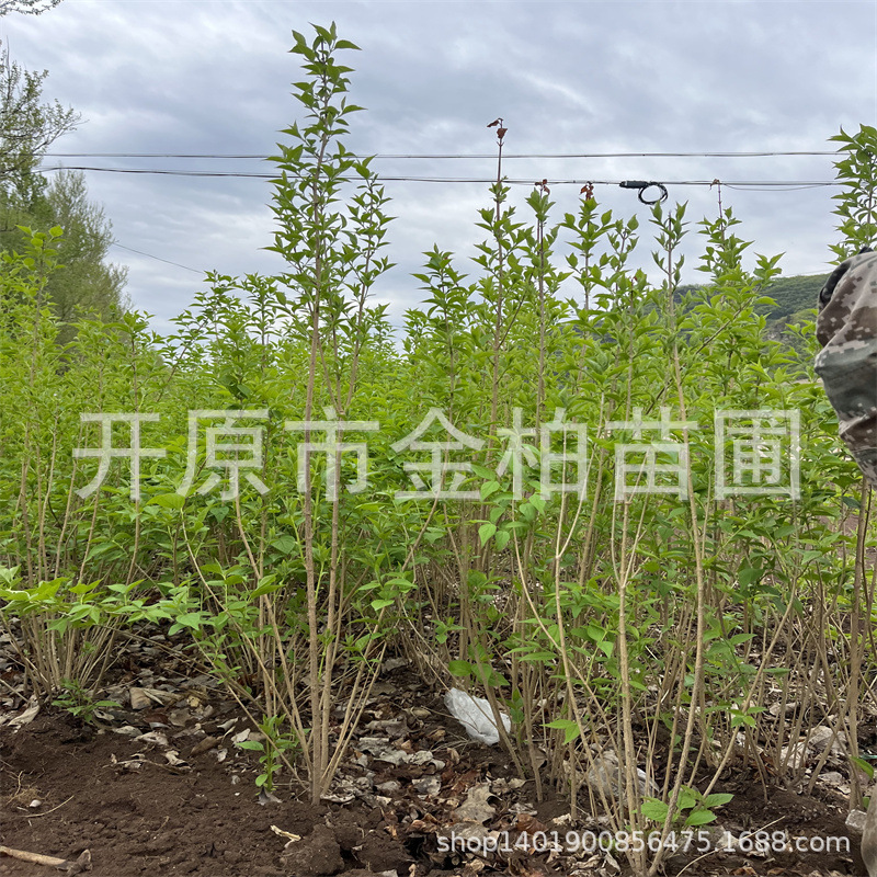 东北华北连翘树树苗造林东北连翘容器杯苗小区景观花灌木苗木