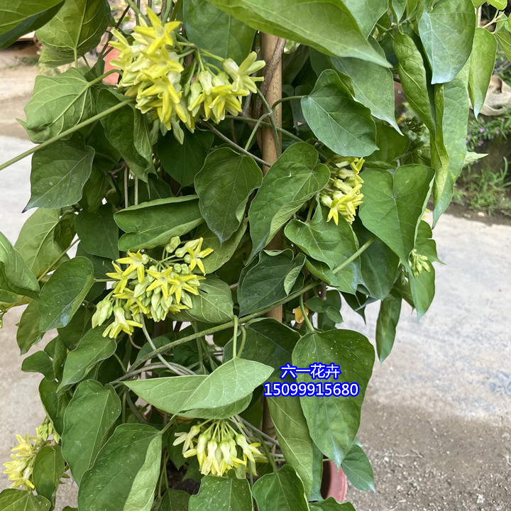 食用夜香花 夜兰香苗 藤本夜来香花菜千里香 夜兰花 驱蚊植物盆栽-阿里巴巴