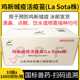 �Fș�A���u���������³�����ϵ1000��LaSota��С�u�r�u���u���u