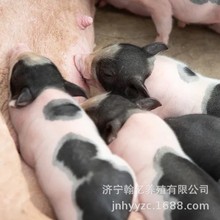 纯种巴马香猪母猪幼崽活体养殖技术服务小猪仔活苗活物