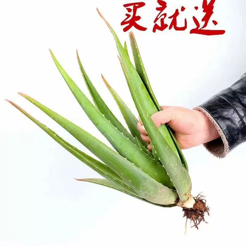 Алоэ вера большое Горшечное растение комнатное и уличное цветок Горшечное растение зеленое растение красота сок алоэ вера листовое густое растение оптом