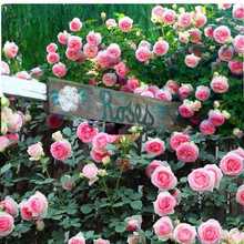 玫瑰四季庭院龙沙粉爬藤蔷薇花苗花阳台宝石植物特大拱门藤本月季