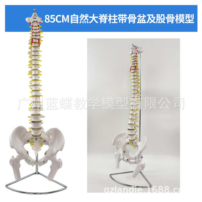 ���弹��ģ��1:1����������ϰ��׵ģ�;�׵��׵�������ģ�͹Ǽ�