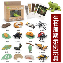 跨境儿童玩具动物植物生长周期青蛙海龟鸡昆虫模型蒙氏幼儿园教具