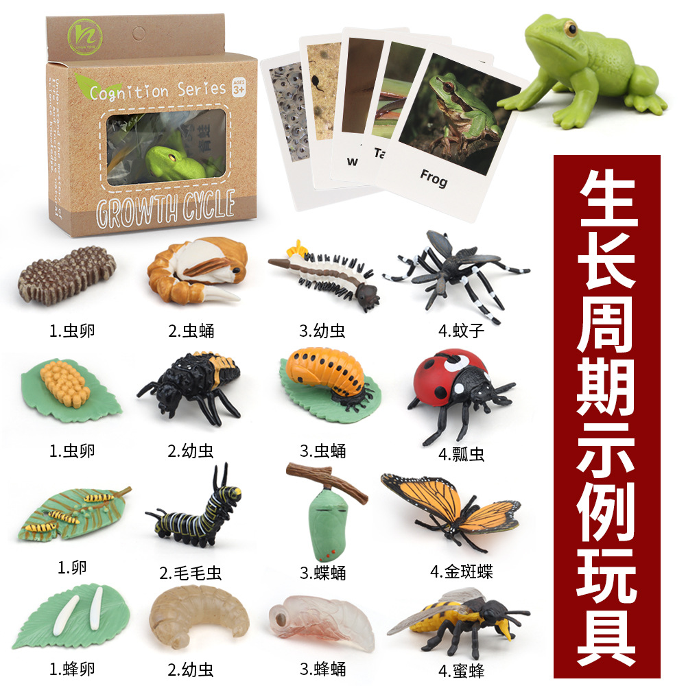 跨境儿童玩具动物植物生长周期青蛙海龟鸡昆虫模型蒙氏幼儿园教具