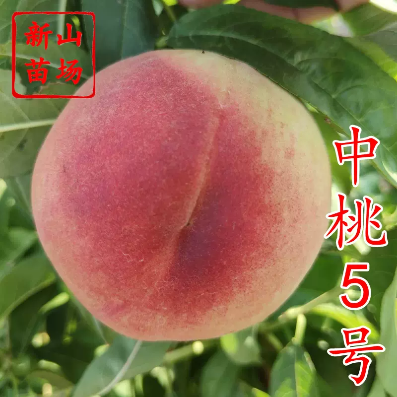 中桃5号桃苗 新品种优质白桃硬脆7月成熟毛桃子树苗品种简介绍