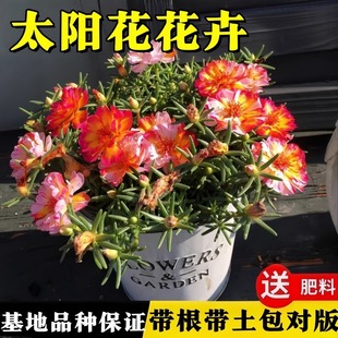 �ذ��̫ꖻ����������҃��̨�����ļ��_��ͥԺ���@�쾰�Gֲ��