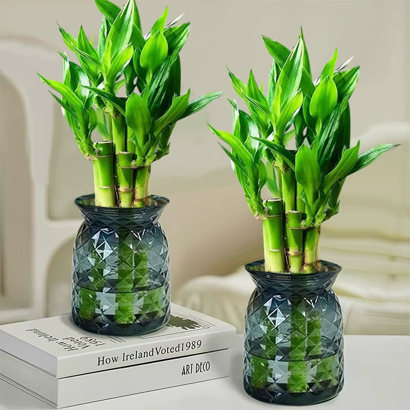 Богатые бамбуковые растения в горшках, очищающие воздух в помещении, зеленые растения, лотос, бамбук, офисный рабочий стол, небольшие горшечные растения, которые легко содержать в любое время года.