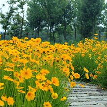 大花金鸡菊种子四季种野菊花种子花海绿化多年生宿根花草种子