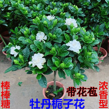 独杆栀子花盆栽带花苞浓香型花卉室内植物阳台庭院大叶牡丹棒棒糖