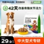大型金毛疯狂冻干成犬