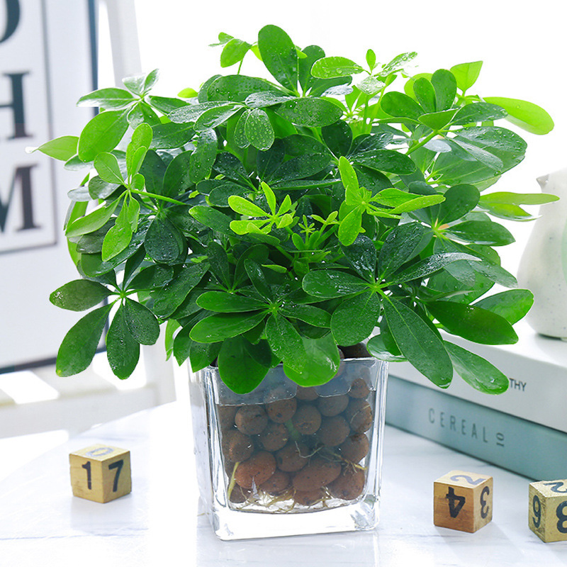 행운나무 4그루 25-30cm + 사각원통형 유리냄비 + 영양액