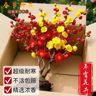 �ͺ�÷���D÷���Լt÷�������ذ���ļ��_�����B����