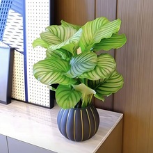 ���O����������B�o�Ԅ���ˮ��ֲ���k���҃�����Gֲ�����ļ�����