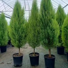 ��ڰ�С�����}�Q�������ļ����Gֲ���҃����̨���B�����ζ����