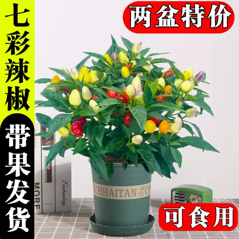 Перец чили в горшке с фруктами, съедобный перец болгарский, чили небесное с цветком, цветок для внутреннего балкона, цветет и приносит урожай в любое время года.
