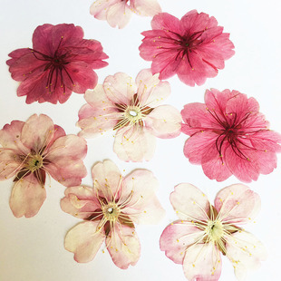 Cherry Blossom Dried Blossom Natural Plant Specimen Amazon Source Handmade Material Flower Painting Flower and Grass Lamp Cherry Blossom Embossing