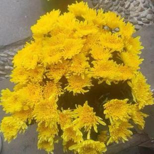 ?�ջ��r��ˮ�B�󻨰��󻨶�V�ݻ������r��ժֱ�l�r�л��S�׾���