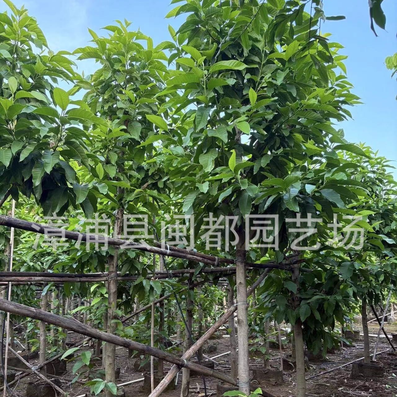 白玉兰树苗 市政绿化 乡村改造行道树 福建漳州基地直发 量大价优