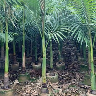2303 Base Clears and Supplies False Betel Nut 2 m 5-3 m High Bag Seedlings with Large Quantity and Excellent Price Palm