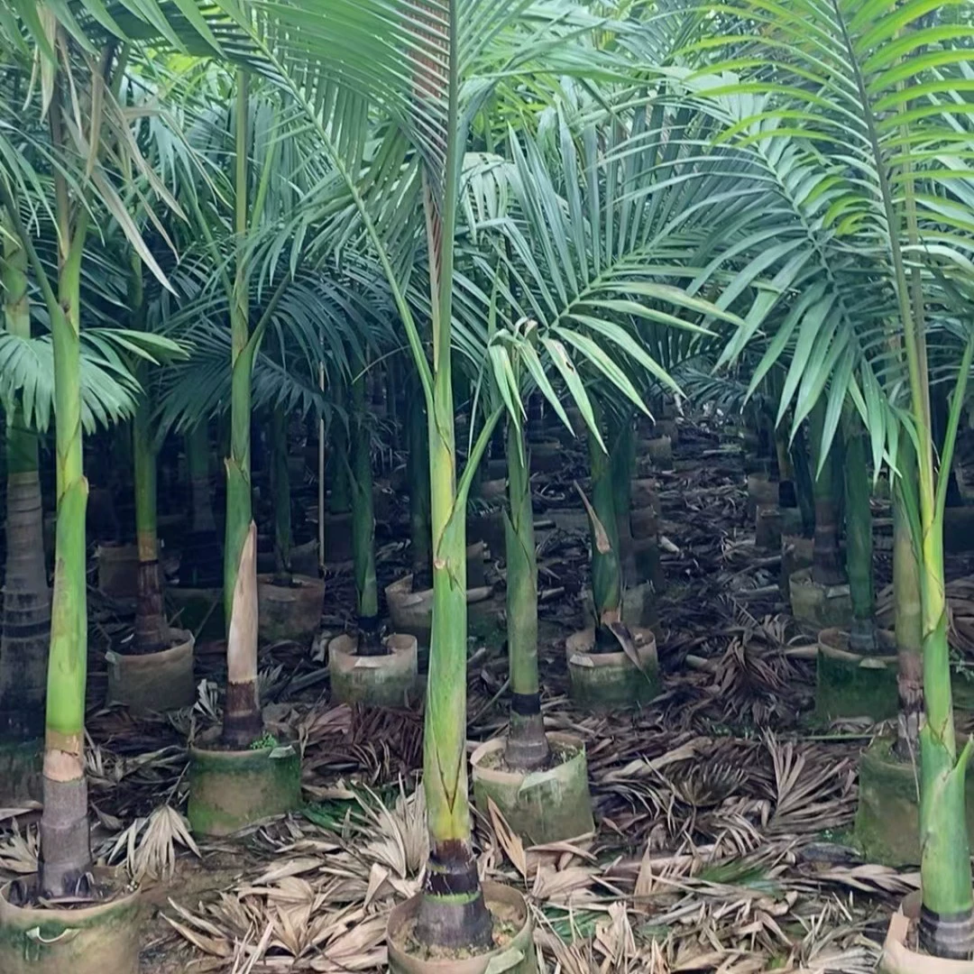 2303 база очищает и поставляет поддельные орехи бетеля 2 м 5-3 м.