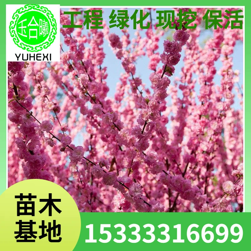 Сушеная ветка жемчужной сливы, интернет-знаменитость, гидропонное растение, сушеная ветка, водная культура, зеленое растение в горшке, комнатная жемчужная слива