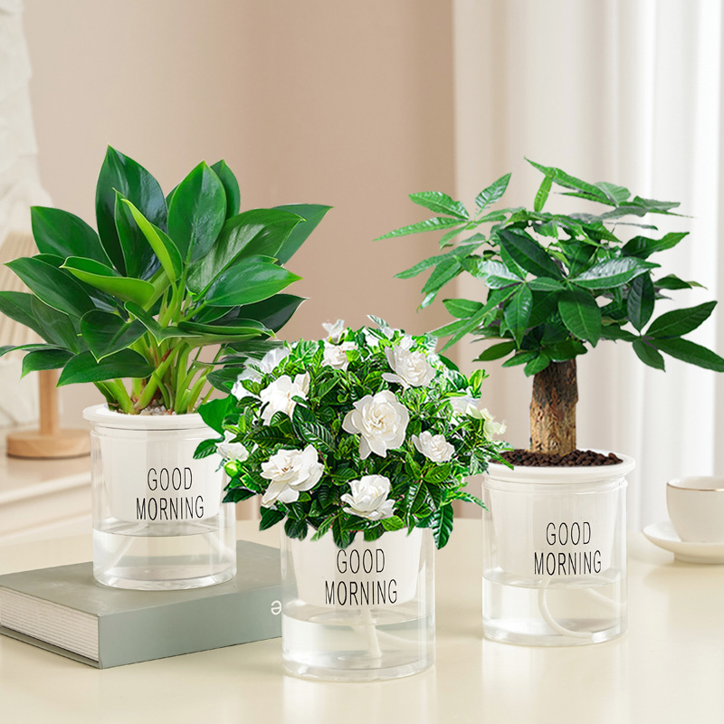 [특가] 골든다이아몬드 + 머니트리 + 치자나무(굿모닝 세면대) + 영양액