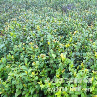 ���l�軨���� �軨С�� ���ϲ軨С���� �ɻ��ʸ� �r�X����