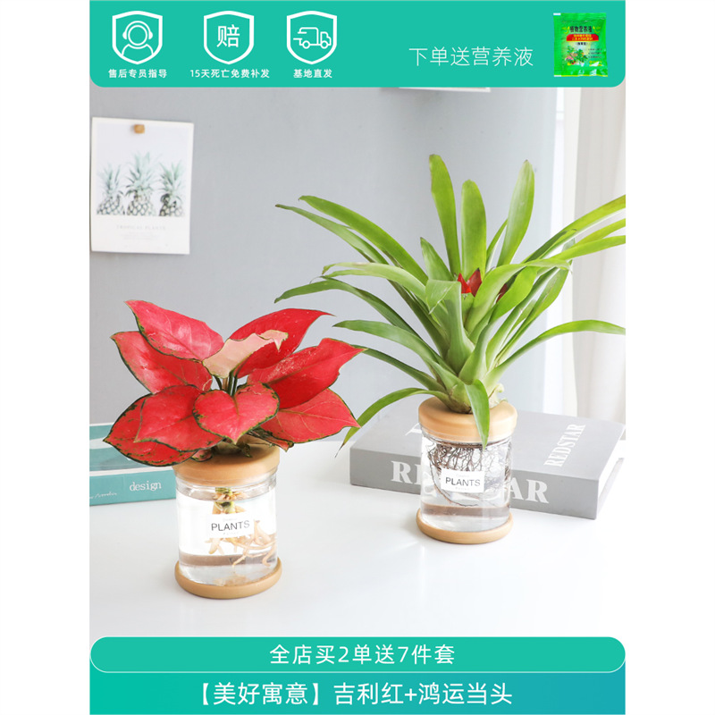Plantas hidropónicas en maceta de flores de oficina de flores pequeñas plantas verdes en todas las estaciones, fácil de cultivar plantas en maceta de agua suculenta.