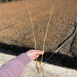 �|���ט�������l���̴��ľ�����ט��bט��U���ְט�С��