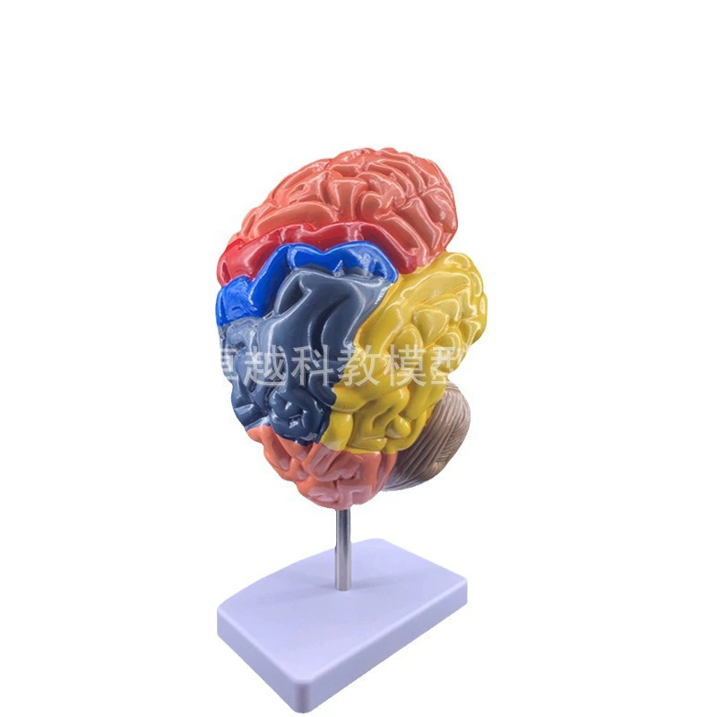 Brain model Brain function area color division model Human brain anatomy human cerebral artery structure cerebrovascular nerve