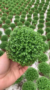 [Прямое снабжение основания] Оптовая зеленая земля коралловые папоротники фоновые растения