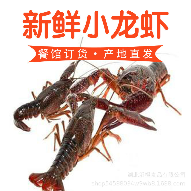 Live Crayfish and Fresh Shrimp Wholesale 15kg Fresh Live Shrimp for Commercial Catering Direct Delivery from Qianjiang, Hubei