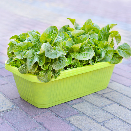 Balcony vegetable growing box large plastic thickened rectangular vegetable growing pot vegetable growing box