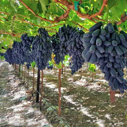 Оптовая Сапфир Виноград Рассада Большая рассада Фруктовое дерево Фруктовая рассада Виноградная лоза Результаты года Посадка виноградного дерева Giant Peak в Южном Китае